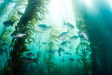underwater image of a sea kelp forest with fish swimming through it and the sunlight penetrating the waters