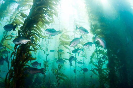 underwater image of a sea kelp forest with fish swimming through it and the sunlight penetrating the waters