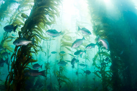 underwater image of a sea kelp forest with fish swimming through it and the sunlight penetrating the waters