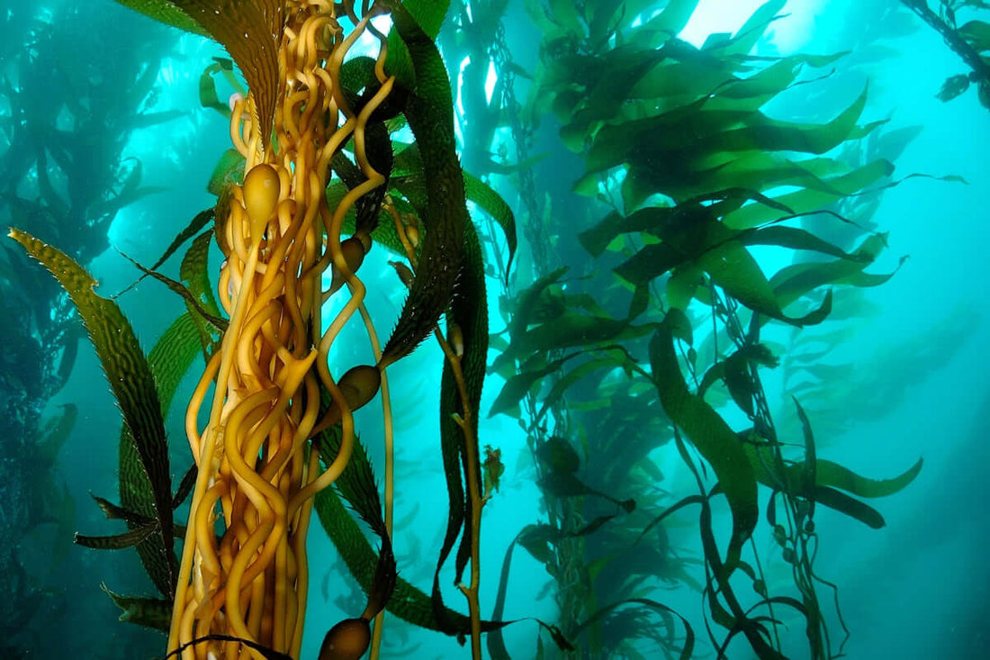 sea kelp facts