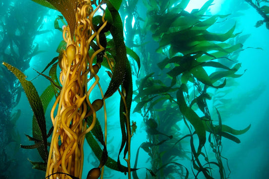 sea kelp facts