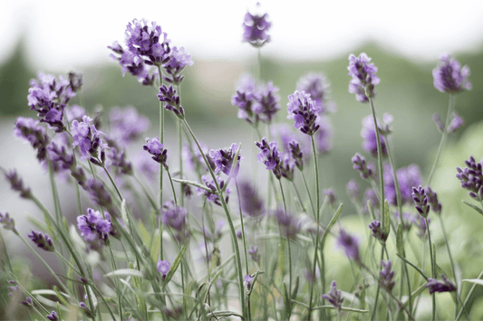 Our top 3 essential oils for skin, sleep and wellbeing